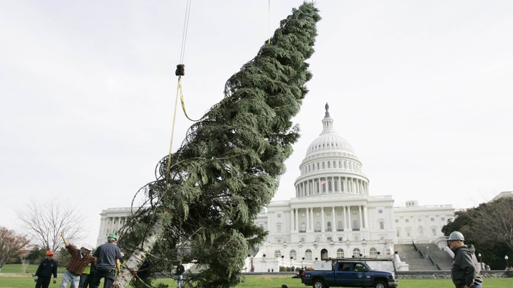 Workers try to stand up the Capitol Christmas tree in 2006.