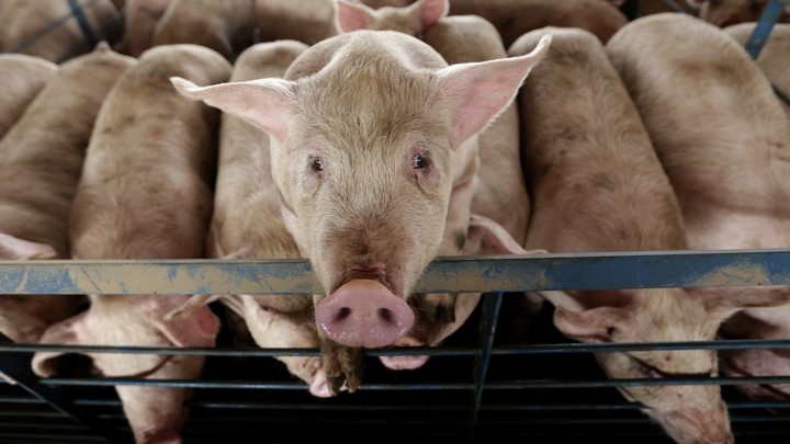 A pig looks out from its pen