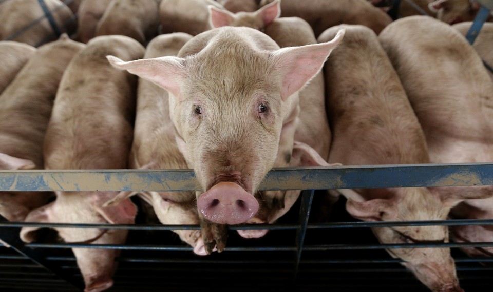 For the first time, antibiotic use in farm animals drops (theatlantic.com)