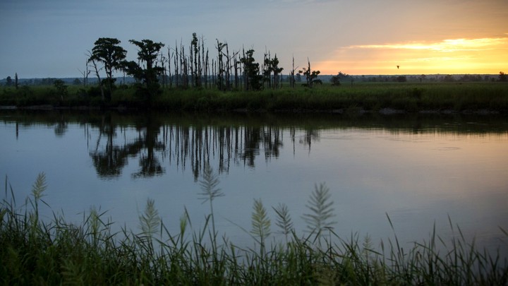 The sun rises on a "ghost forest" near the Savannah River in Port Wentworth, Georgia