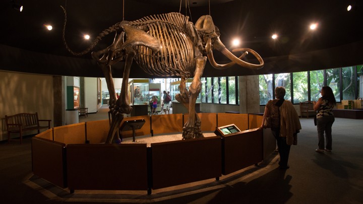 A Columbian mammoth on display at the Page Museum in Los Angeles