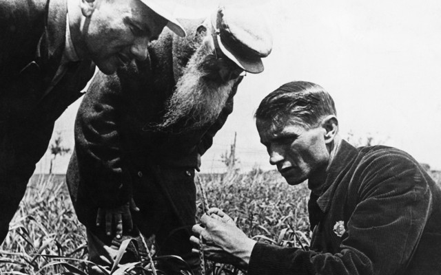 Trofim Lysenko measures the growth of wheat in a field while two men watch.