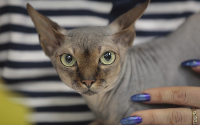 A hairless cat held by a person with bright blue nail polish