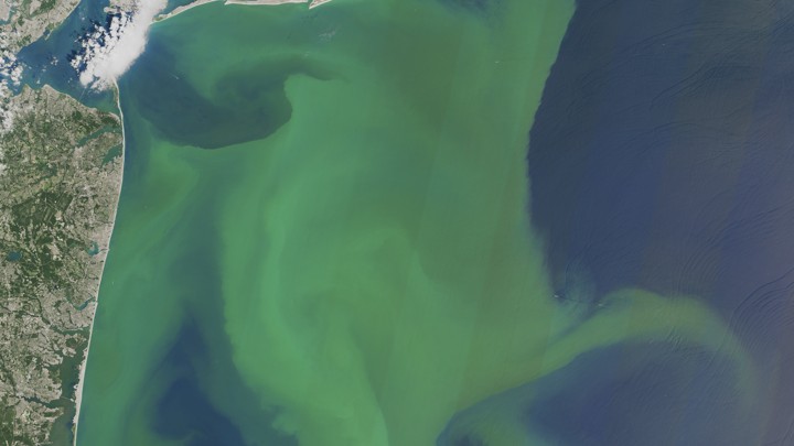 Algae blooms off the coast of New York and New Jersey