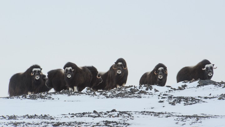A herd of musk ox