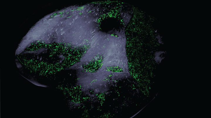 Microbial life on a sand grain