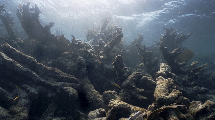 coral reefs are bleaching too frequently to recover the atlantic