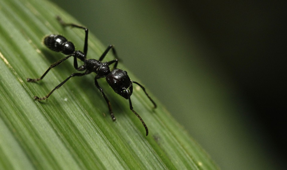 A bullet ant on a leaf
