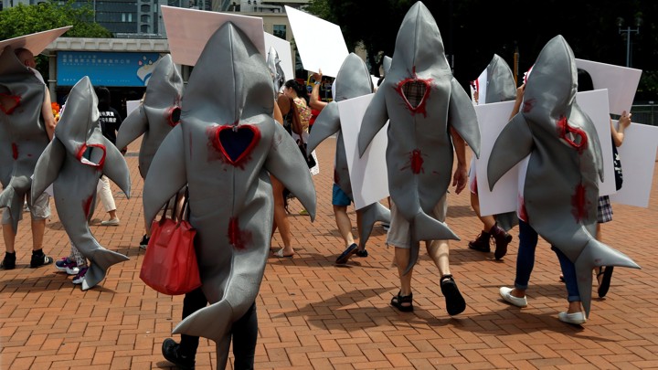 Activists protest a Chinese restaurant for providing shark-fin soup.
