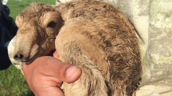 A newborn saiga calf