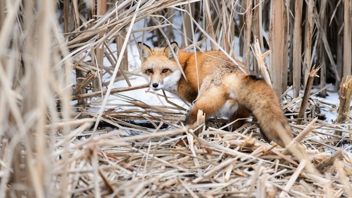 A red fox in a snowy setting