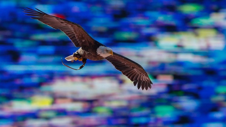 A bald eagle soars into a stadium