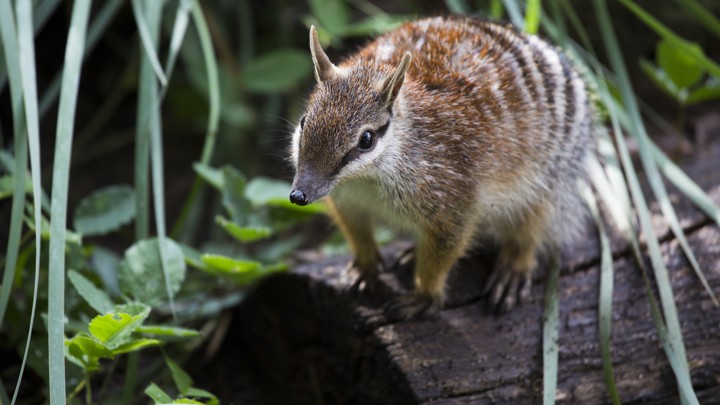 A numbat