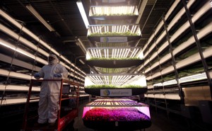 A worker rides a lift past stacks of vertical farming beds with LED lights