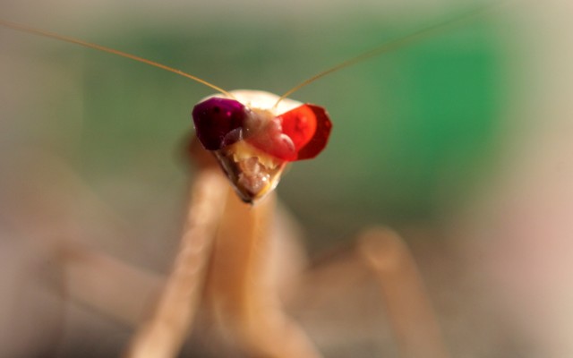 A mantis with 3-D glasses