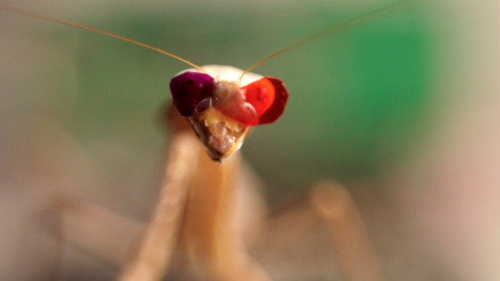 A mantis with 3-D glasses