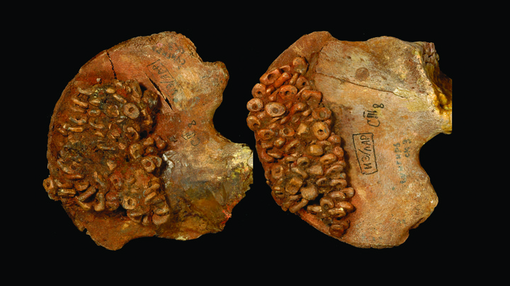 The pelvic bones of a child, decorated with ivory beads and ocher