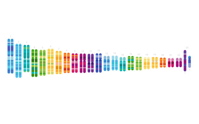 A colorful illustration of 23 pairs of chromosomes