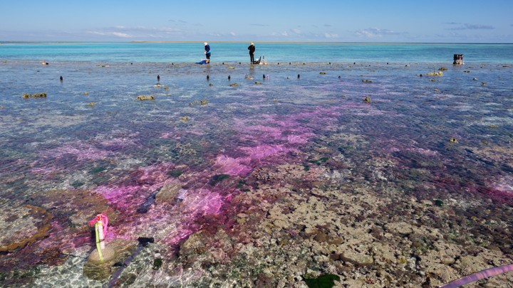 Purple dye tracks the movement of deliberately acidified water at One Tree Island.