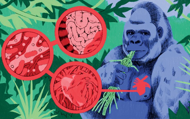 An illustration of a silverback gorilla eating green stems, with a red circle over the left side of his chest, against a background of green jungle plants and images of a heart, intestines, and cells