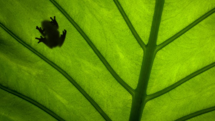 The silhouette of a frog sitting on a big green tree leaf