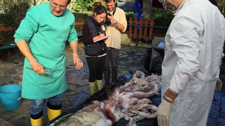 Researchers inspect a giant squid that has washed ashore