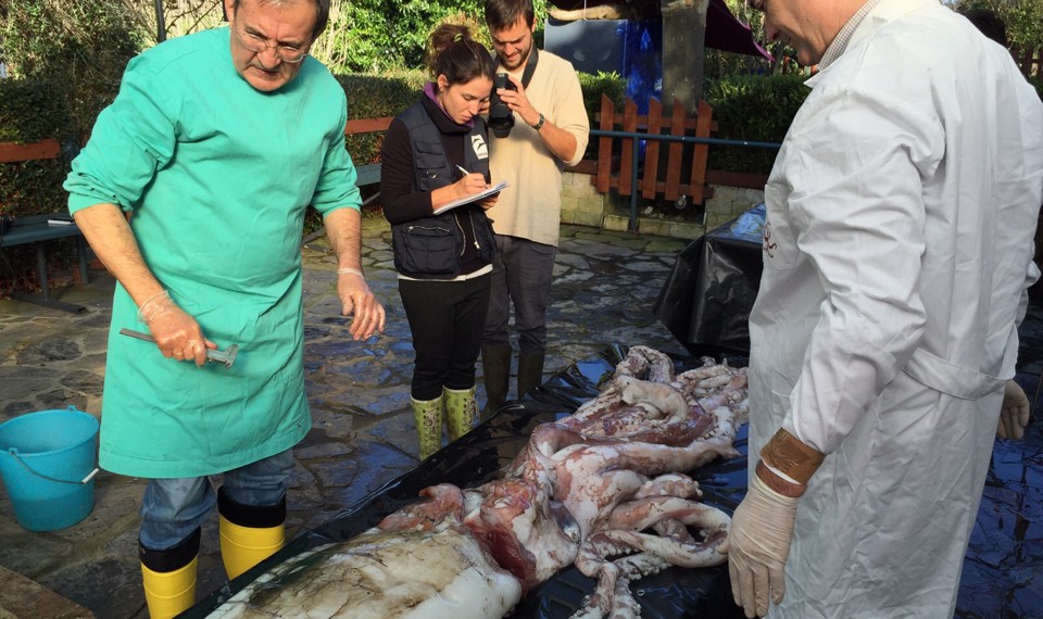 Researchers inspect a giant squid that has washed ashore