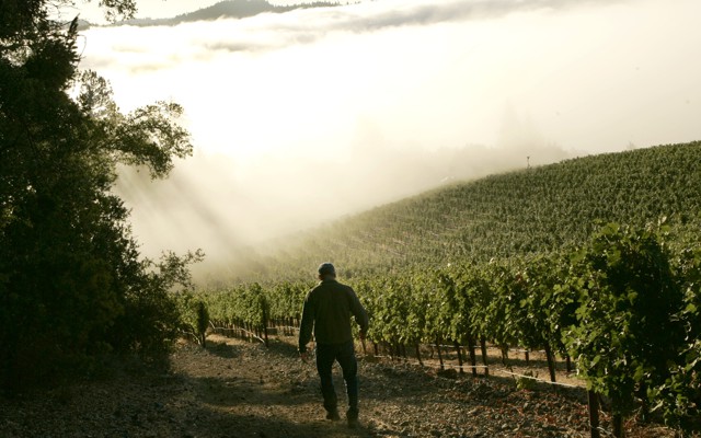 A silhouetted man walks toward a vineyard in fog