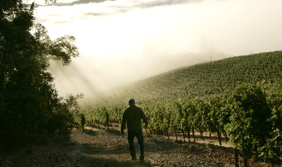 A silhouetted man walks toward a vineyard in fog