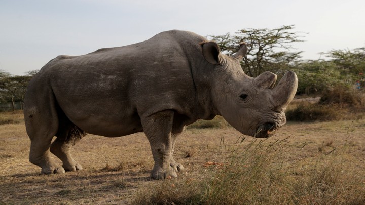 sudan the last male northern white rhino is dead the atlantic