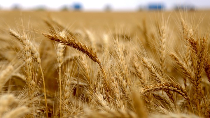 A field of wheat