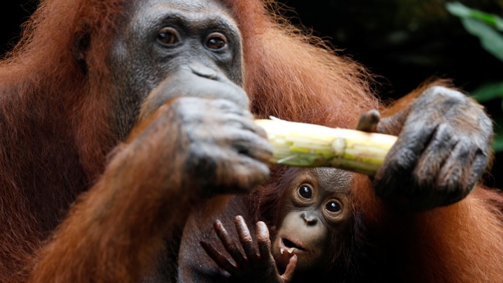 Anita the orangutan, and her baby Khansa, at Singapore Zoo