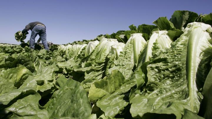 A field of lettuce