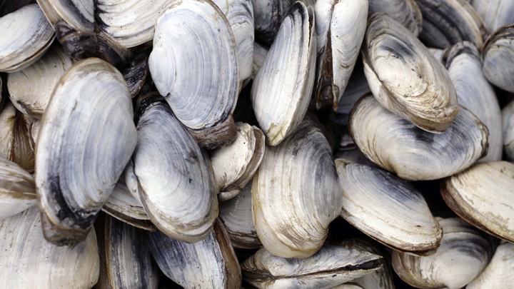 Soft-shell clams