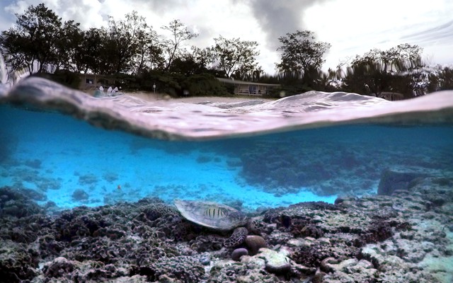 A bleached coral reef