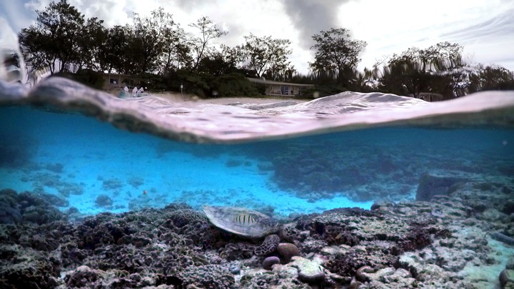A bleached coral reef