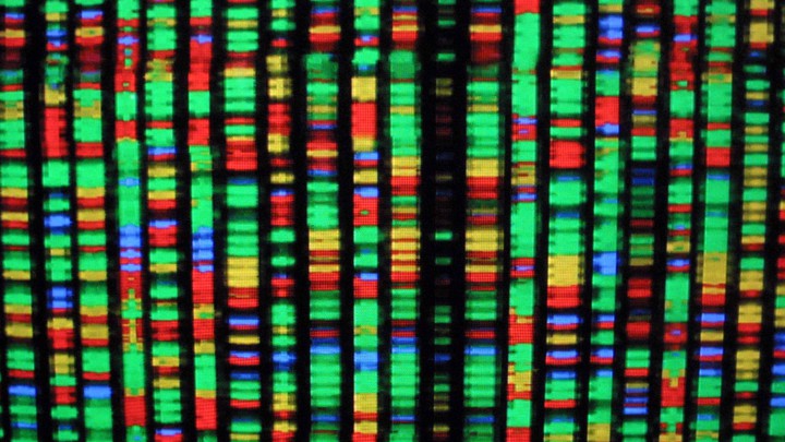 Vertical lines with colored bands representing the four nucleotide bases of DNA