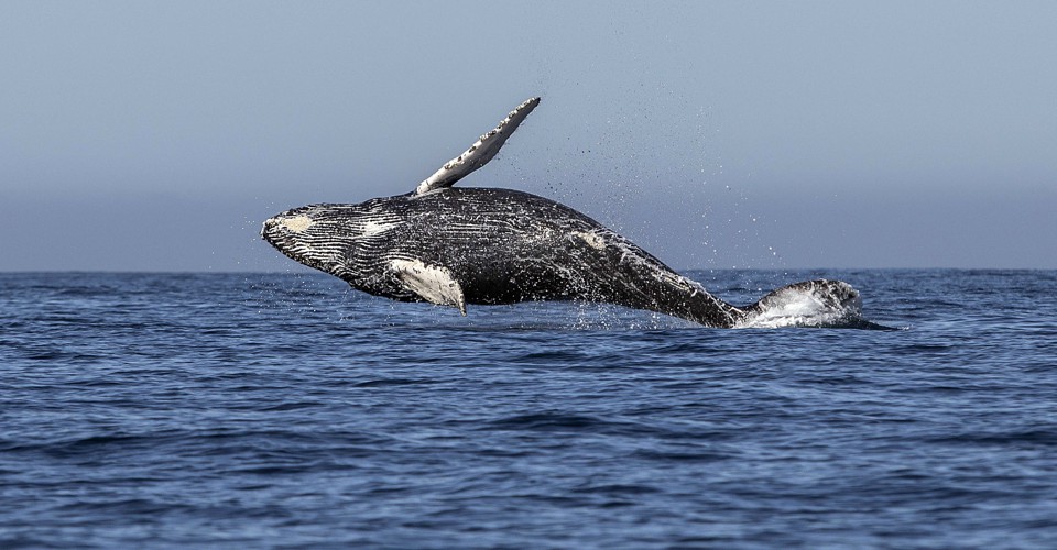 Why Whales Got So Big