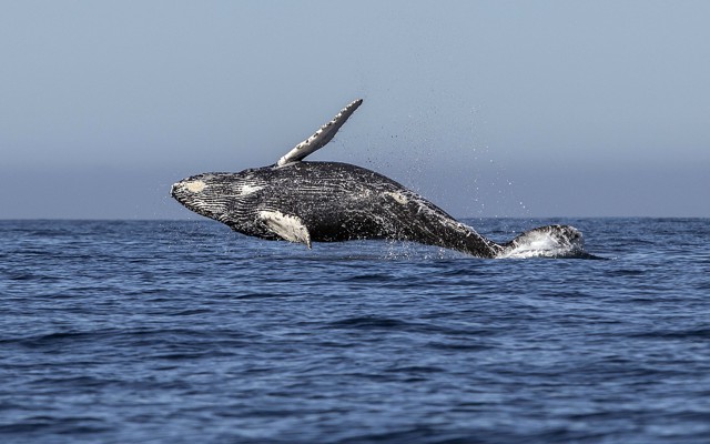 A humpback whale jumps out of the ocean.