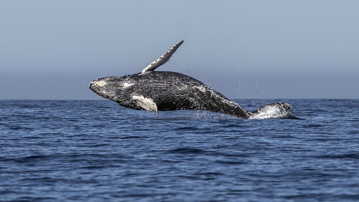 A humpback whale jumps out of the ocean.