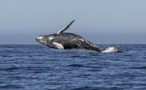 A humpback whale jumps out of the ocean.