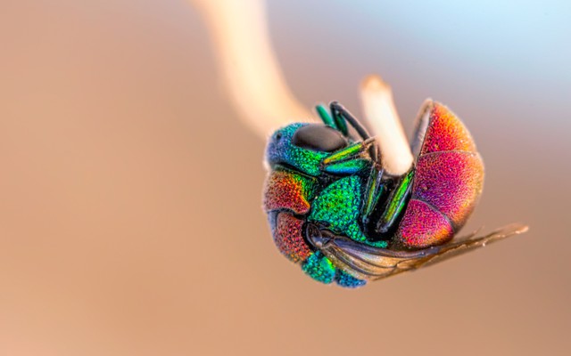 A rainbow-colored cuckoo wasp