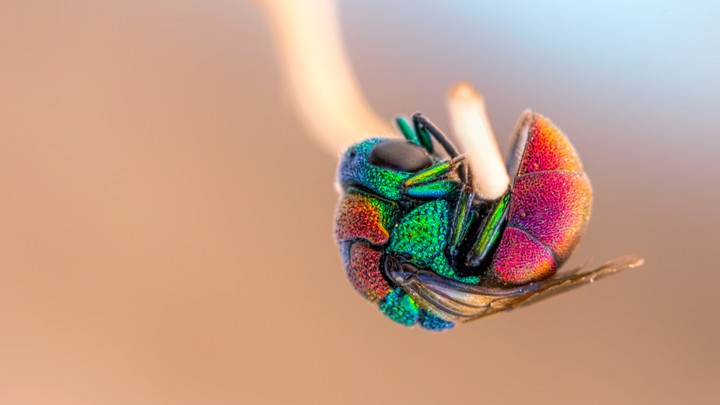 A rainbow-colored cuckoo wasp