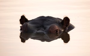 A hippo