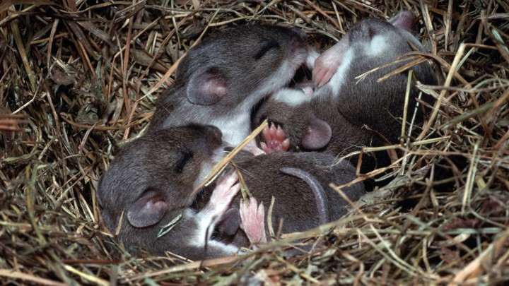 Four mice sleeping in a nest
