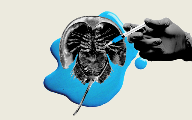 A gloved hand holding a syringe to a horseshoe crab carapace