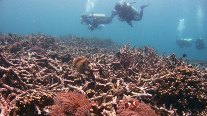 Divers swim over a bed of dead corals.