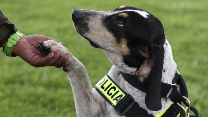 A police dog puts its paw into a human hand.