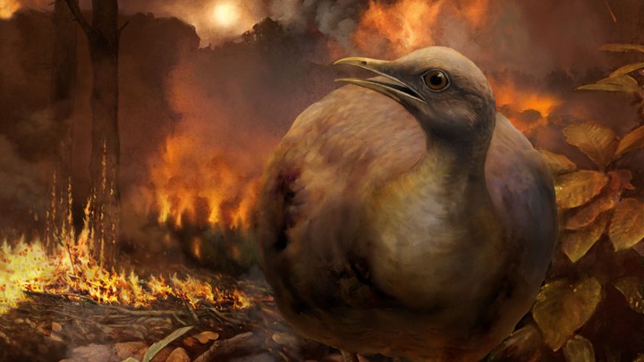 A bird walks through a burning forest.