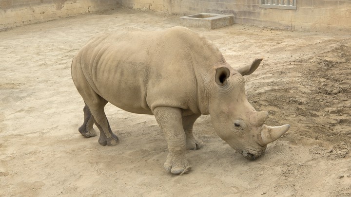 how zoos artificially impregnate rhinos the atlantic
